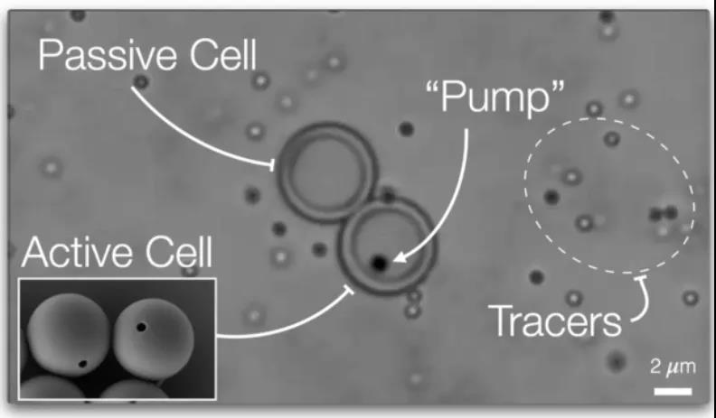 Nature重磅：離人造生命又近一步？具有主動運輸能力的“人造細胞”問世！