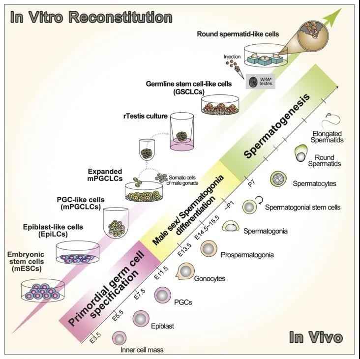 Cell子刊：再創(chuàng)生命奇跡！科學(xué)家利用多能干細(xì)胞成功培育人造精子，可生育健康后代