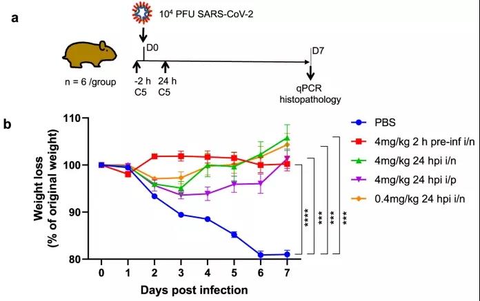 羊駝?wù)仁澜?？科學(xué)家發(fā)現(xiàn)，理想的COVID-19疫苗可能來自這一“神獸”