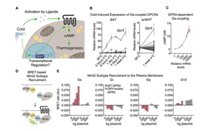 Cell突破：吃貨大軍感動(dòng)哭！科學(xué)家找到一條新的燃脂通路，具有持久生效潛力