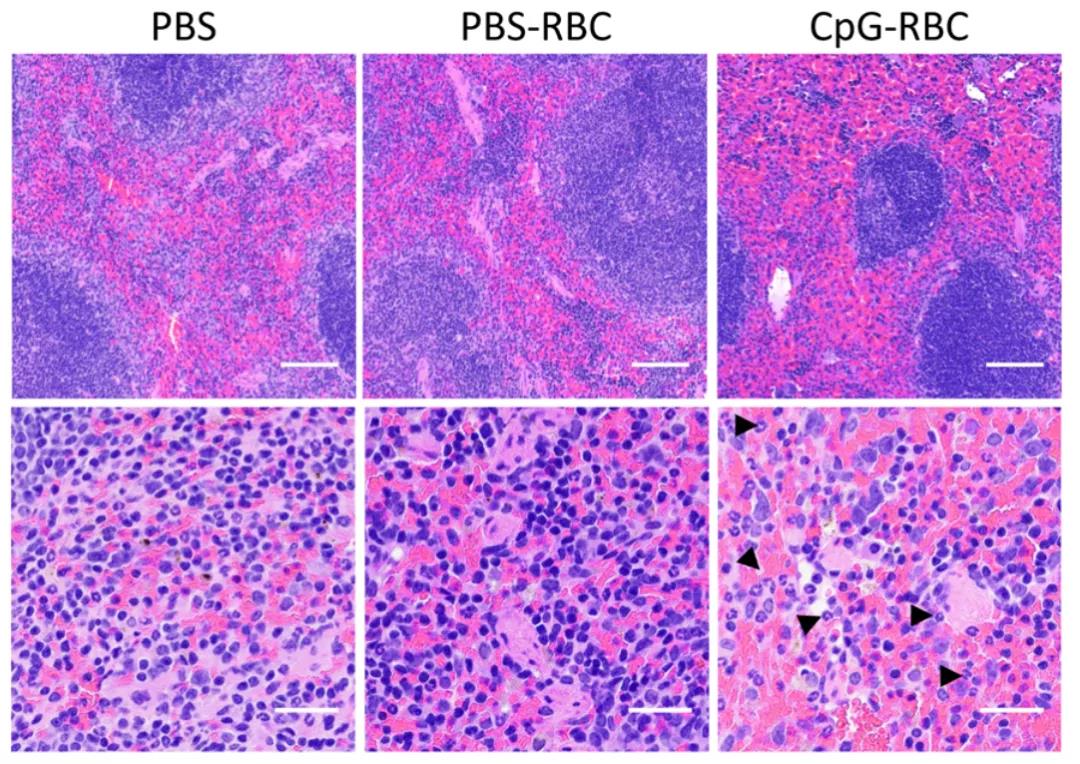 顛覆認(rèn)知！Science子刊揭示紅細(xì)胞“新身份”：不僅是氧氣“搬運(yùn)工”，還是人體免疫“哨兵”