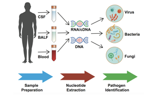 中科院微生物所王軍課題組建立靶向RNA的病原檢測(cè)新方法mtNGS和mtTGS