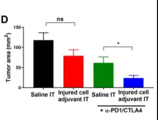 Science子刊：為免疫系統(tǒng)提供“叫醒服務”或可有效清除體內(nèi)腫瘤！