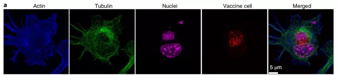 癌癥疫苗重大進(jìn)展！ 《nature》子刊：科學(xué)家發(fā)明通過腫瘤細(xì)胞的低溫硅化來制造癌癥疫苗的技術(shù)