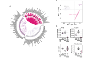 不只是護(hù)膚界“當(dāng)紅炸子雞”！新研究揭示：煙酰胺還可調(diào)節(jié)視網(wǎng)膜功能，有效改善青光眼