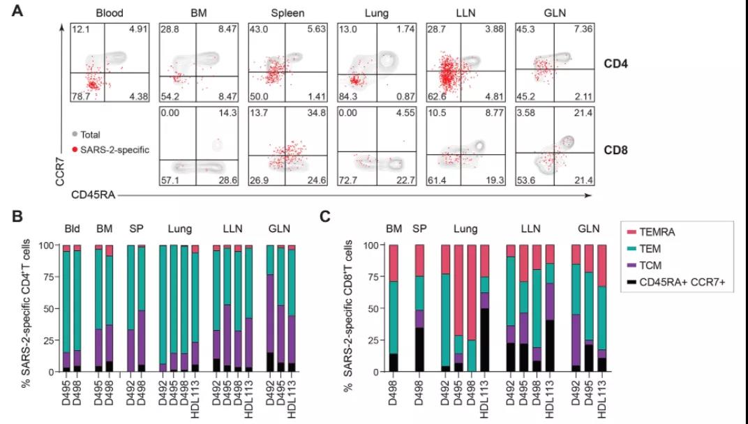 《Science》子刊：發(fā)現(xiàn)新冠感染具有長(zhǎng)期免疫記憶，疫苗效果或可再強(qiáng)化！