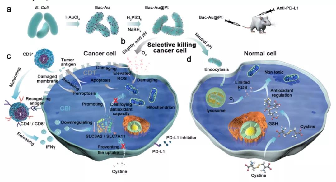 細菌也成帶路黨！ACS NANO: 多功能菌基納米酶實現(xiàn)腫瘤治療打擊