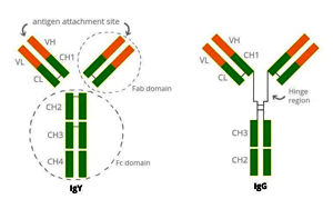 膠體金C線專用質控原料——雞IgY和兔抗雞IgY抗體