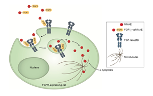 Cell子刊：糖尿病治療新突破！科學(xué)家發(fā)現(xiàn)了獨(dú)立于胰島素之外的新降糖途徑