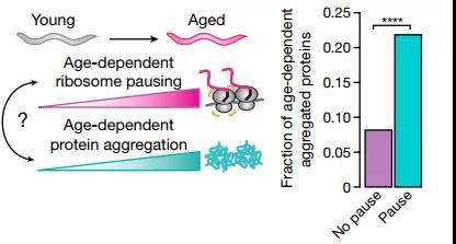 核糖體停頓+蛋白質(zhì)失衡，時(shí)間這把“殺豬刀”！