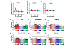 “萬金油”胺碘酮新用 或可有效抵御乳腺癌轉移