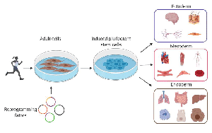 基于DNBelab C4和DNBSEQ測(cè)序技術(shù)，中科院、華大研究院等在單細(xì)胞領(lǐng)域重大突破在Nature發(fā)表