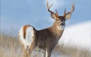 Nature：被忽視的野生動(dòng)物傳播，助力新冠病毒“失控”突變