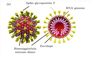 Nature：流感疫苗竟可降低90%的新冠重癥！