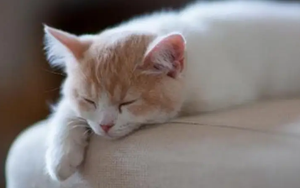 發(fā)燒后沒胃口？Nature揭示背后機制