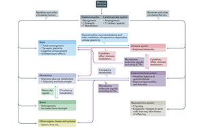 吃藥=運(yùn)動(dòng)？Nature子刊綜述運(yùn)動(dòng)“成藥”靶點(diǎn)及前景