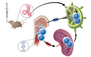 通過腸道淋巴系統(tǒng)吸收？！藥物吸收新途徑 靶向小鼠癌細(xì)胞