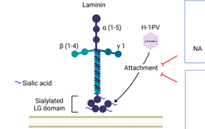 Nature子刊：威脅人類健康的兩大“殺手”病毒和癌細(xì)胞，兩強(qiáng)相遇誰會(huì)“陣亡”？