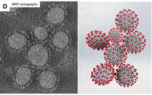 研究發(fā)現(xiàn)，冠狀病毒的形狀會影響其傳播