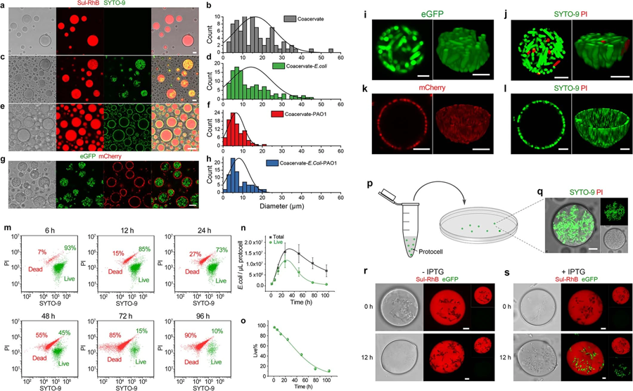 凝聚物微滴中捕獲的細(xì)菌菌落分布和存活率