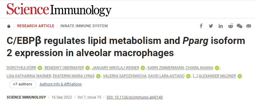 研究發(fā)現(xiàn)積聚的脂質(zhì)使巨噬細(xì)胞膨脹并產(chǎn)生泡沫%