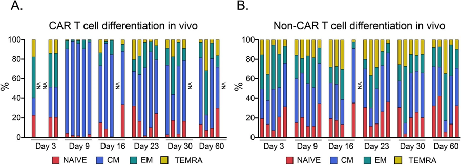 體內CAR T細胞分化