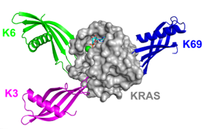 Nature子刊：鎖定“不可成藥靶點(diǎn)”，攻克臭名昭著的癌基因