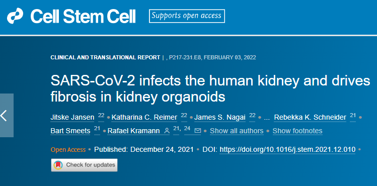 研究發(fā)現(xiàn)新冠病毒可以直接感染腎細(xì)胞誘導(dǎo)細(xì)胞損傷并隨后發(fā)生纖維化