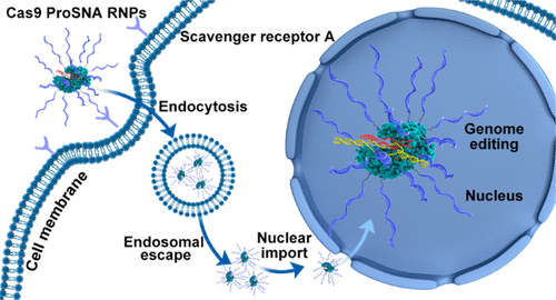 Cas9 ProSNA RNPs Cas9 ProSNA RNPs