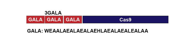 基因工程Cas9蛋白GALA內(nèi)切酶N-端肽結(jié)合的方案設(shè)計(jì) 基因工程Cas9蛋白GALA內(nèi)切酶N-端肽結(jié)合的方案設(shè)計(jì)