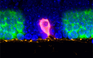 將聚光燈對準組織中的細胞，這樣RNA就可以講述它們的故事！