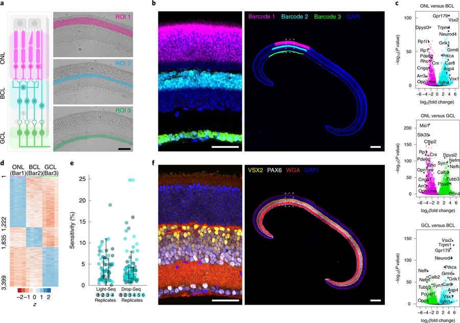 Light Seq技術(shù)應用于小鼠冷凍視網(wǎng)膜固定區(qū)域的三個主要視網(wǎng)膜層的空間條碼編碼