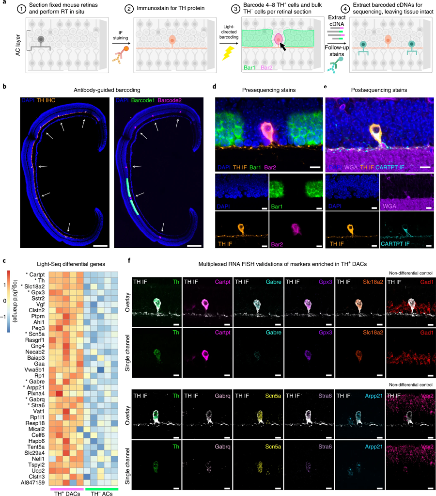 Light Seq用于稀有細胞轉(zhuǎn)錄組學