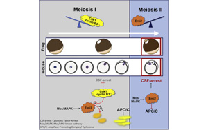 在正確的時刻停了下來：破譯減數(shù)分裂關鍵步驟的分子機制