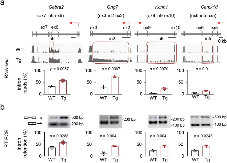 N40K-Tg小鼠突觸通路剪接缺陷轉(zhuǎn)錄的驗證