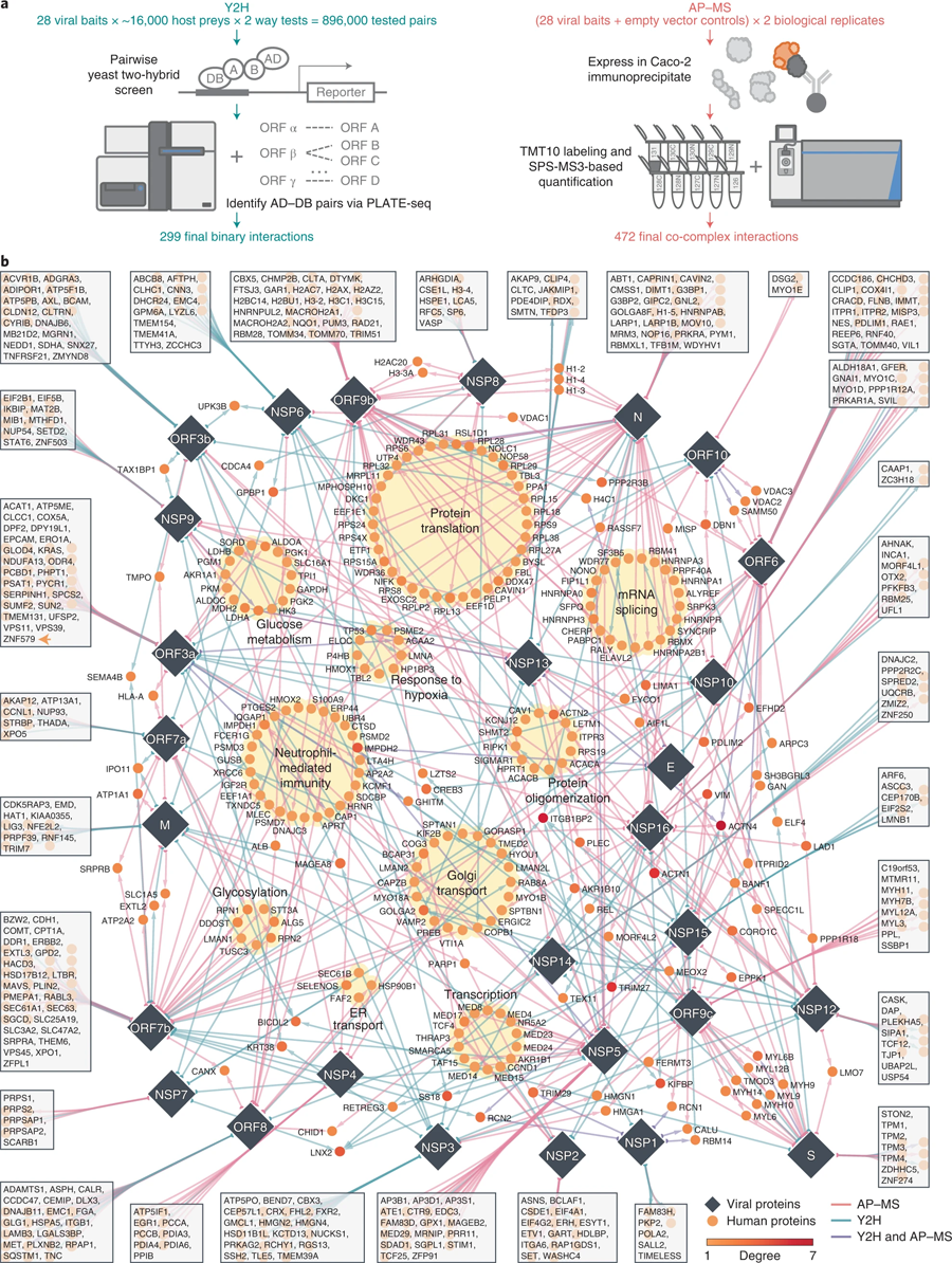 SARS-CoV-2與人類蛋白質的相互作用