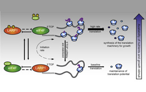 誰(shuí)是蛋白質(zhì)生產(chǎn)的“指揮官”？
