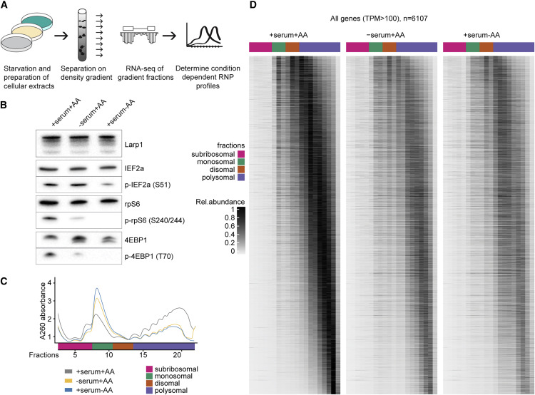 饑餓對轉(zhuǎn)譯效率和mRNA豐度的全面影響