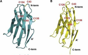 直到現(xiàn)在，科學(xué)家才破解了免疫系統(tǒng)中最重要的受體之一的分子結(jié)構(gòu)