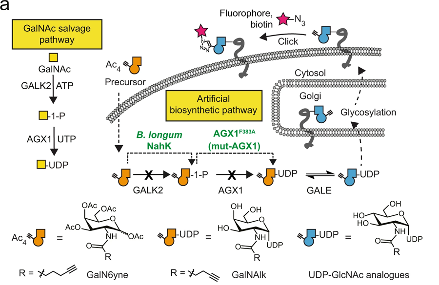 用于化學標記UDP-GalNAc/GlcNAc類似物的人工生物合成途徑的開發(fā)