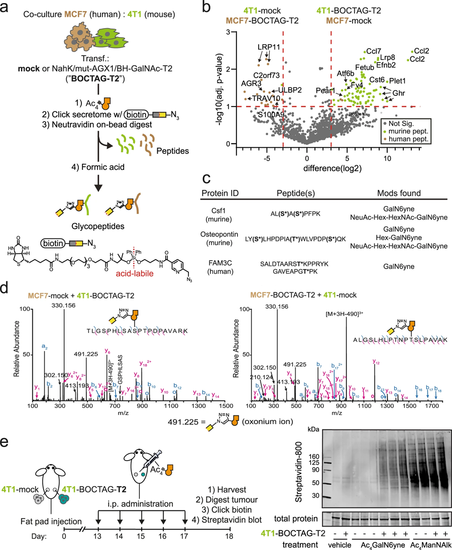 BOCTAG在共培養(yǎng)和體內(nèi)憑細胞特異性標記糖蛋白