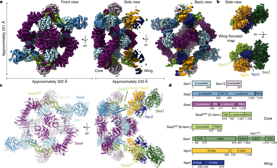 SEA復合體的Cryo-EM結構