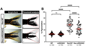 免疫細(xì)胞的重新編程被證明可以對抗黑色素瘤