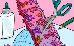 Cell Rep：隨著個(gè)體年齡的增長，大腦中RNA編輯的速度是如何增加的