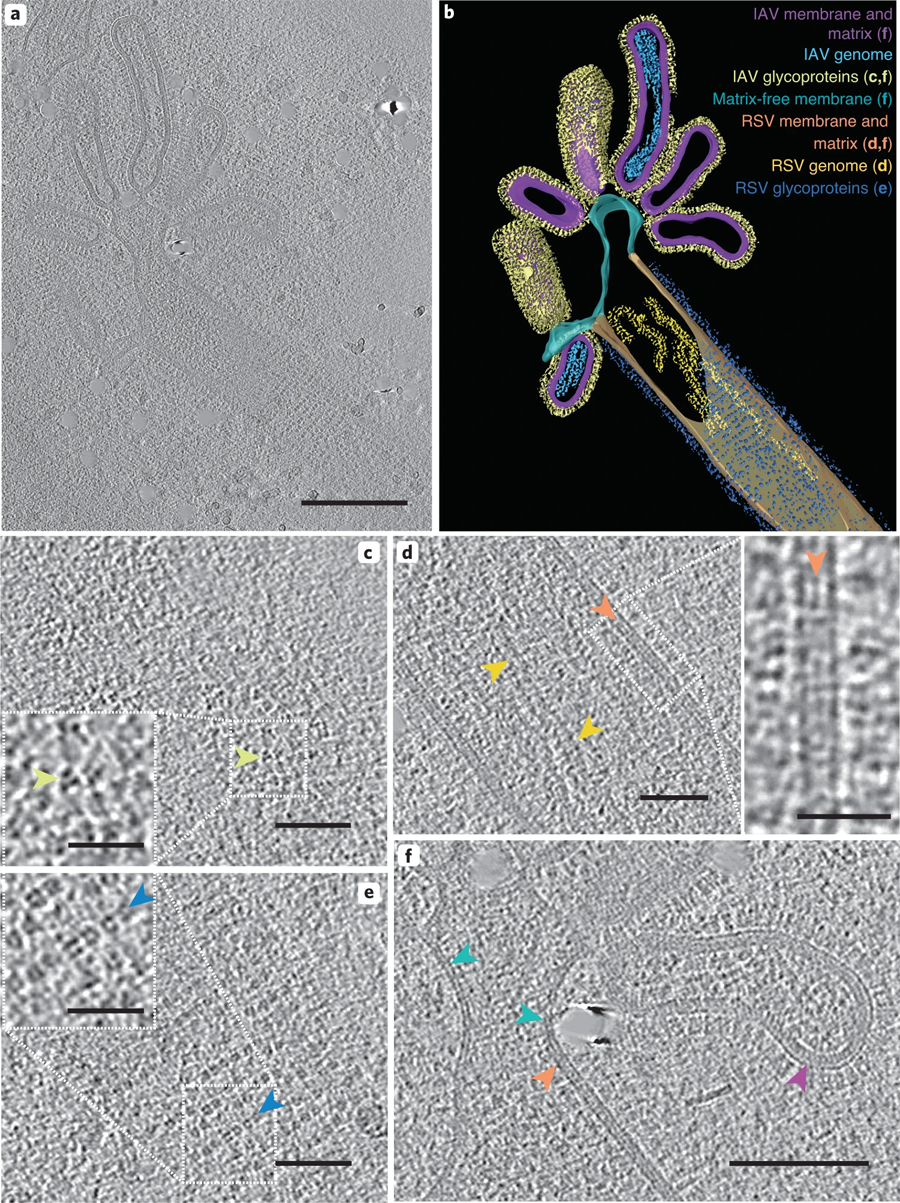混合病毒顆粒包含IAV和RSV樣結(jié)構(gòu)區(qū)域