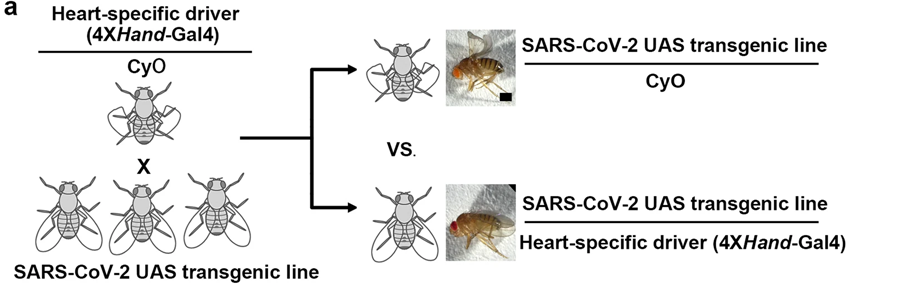 遺傳篩選示意圖，通過心臟病理學識別特定的SARS-CoV-2基因