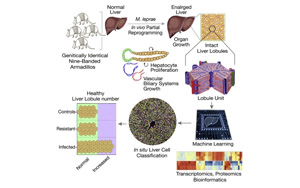 研究發(fā)現(xiàn)，古老的疾病有可能使肝臟再生？！