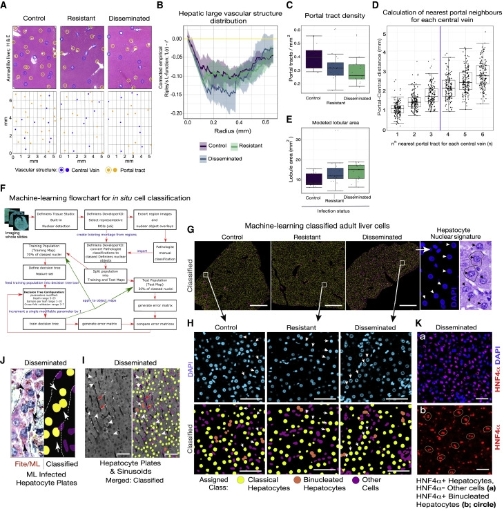 細(xì)菌誘導(dǎo)的體內(nèi)肝器官生長維持正常的肝小葉和血管微結(jié)構(gòu)