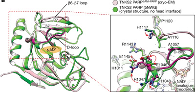 利用獲得諾貝爾獎技術(shù)，Nature新研究揭示了一種涉及廣泛細(xì)胞過程的關(guān)鍵蛋白質(zhì)機制