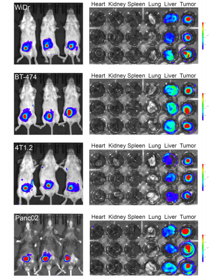 PMBOP-CP NPs 214針對(duì)不同腫瘤模型的體內(nèi)腫瘤靶向效率比較